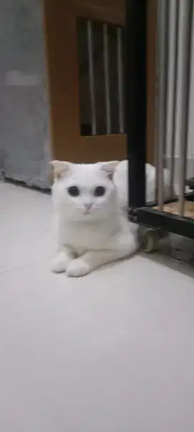 Jasa Pacak Kucing Scottish Fold