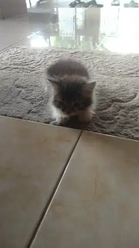 kucing Persia flat nose