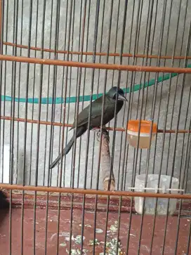 Burung murai Papua rajin bunyi