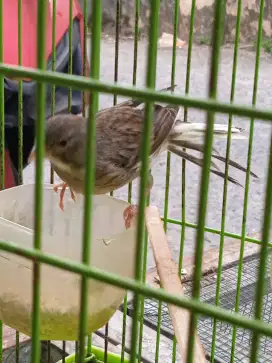 Burung kenari cewaan udh produksi