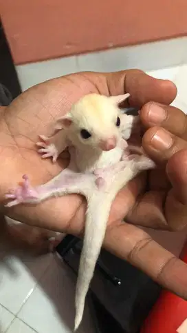 Sugar glider white leucistic (BACA DESKRIPSI)