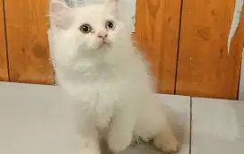 Anak kucing anggora/kitten himalaya ragdol /kucing odd eye  betina