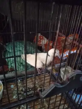 Burung putr pelung asli