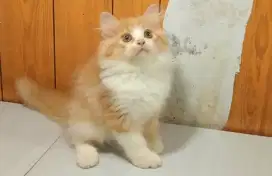 Kucing persia jantan/kitten persia flatnose/anakan kucing anggora