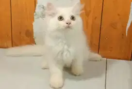 kitten persia jantan /kucing himalaya ragdol / kucing anggora jantan