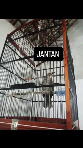 sepasang cucak rowo gacor