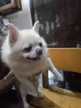 Jual cepat anjing minipom