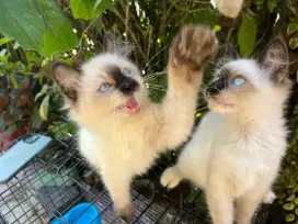 Kucing Himalaya umur 3 bulan