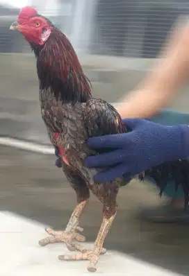 Ayam Bangkok Import Thailand