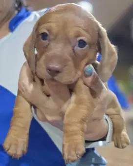 DI JUAL ANAK ANJING MINI TEKEL DASCHUND