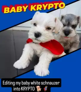 Sale Miniathure Schnauzer