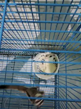 BORONGAN 5 SUGAR GLIDER