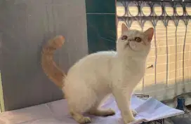 KUCING PEAKNOSE EXOTIC SHORTHAIR