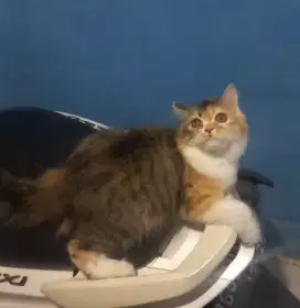 Kitten betina mix munchkin