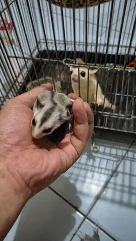 Sugar Glider Joey
