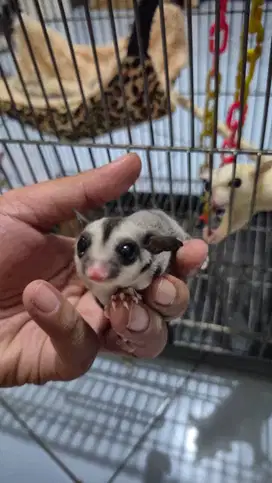 Sugar Glider Joey