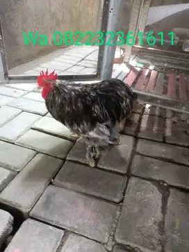 Bantam Chocin Jantan