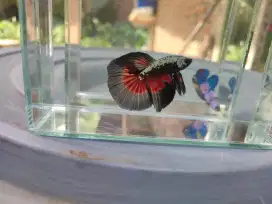 Ikan cupang halfmoon black samurai