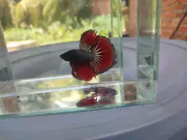 Ikan cupang halfmoon red chopper