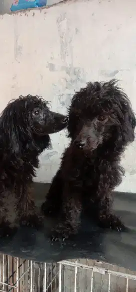 Jual murah 1ps poodle 800.000.