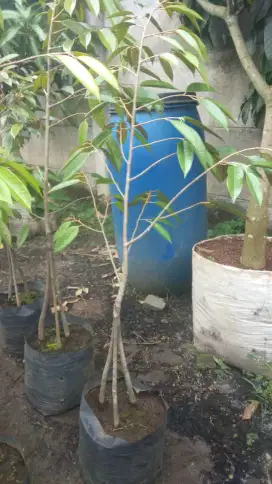 Bibit pohon buah durian Bower