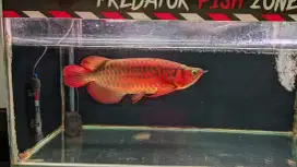 Super red jumbo 50cm