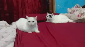 Over adop kucing munchkin