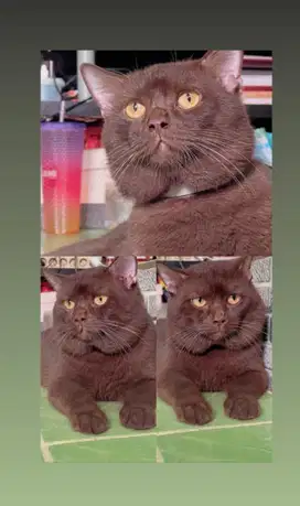 Kucing british short hair choco , Bsh choco cinnamon