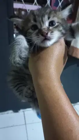 MAHAR/OPEN ADOPTER KUCING MIX PERSIA JANTAN