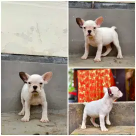 Puppy frenchie / french bulldog