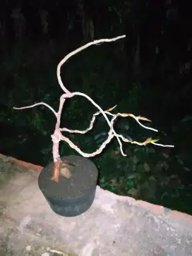 TANAMAN JENIS FICUS