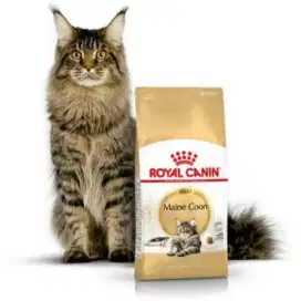 royal canin maine coon adult 2kg Rp 325.000