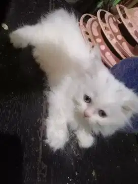 Kitten Persia Turki Putih Betina, Usia 3 bulan