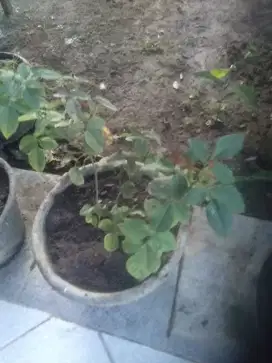 Jual mawar Bagus indah cantik