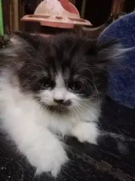 Kitten Persia Hitam Putih, Jantan usia 3 bulan