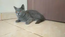 Kucing British short hair/ BSH