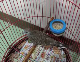 Perkutut lokal warna ekor antik