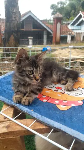 Kitten persmed /persia medium jantan