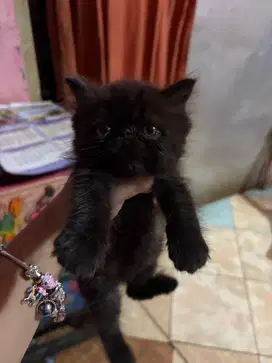 Kitten Persia Peaknose Betina