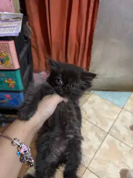 Kitten Persia Flatnose Betina