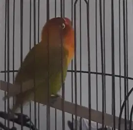 Lovebird betina prospekan