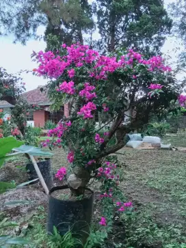 Tanaman Bougenville,kembang kertas