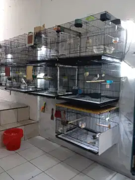 Burung kenari paud dan gacor
