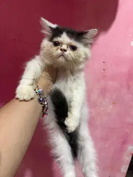 Kitten Persia Flatnose Betina