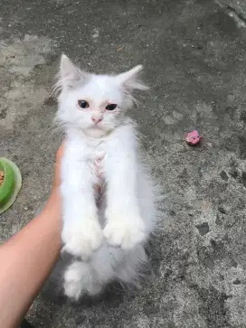 kucing anggora/persia