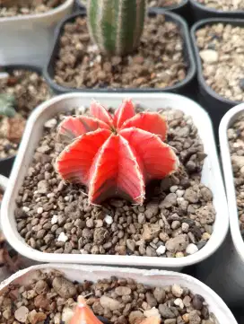 Kaktus Hias Gymno