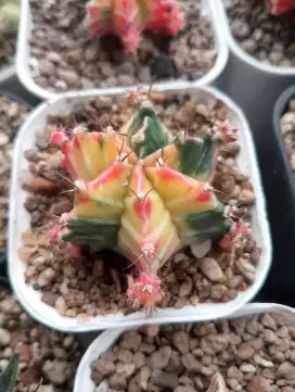 Kaktus koleksi jenis Gymnocalicium