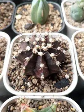 Kaktus koleksi Gymnocalicium Black