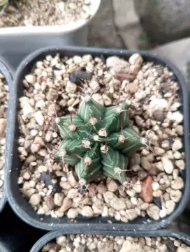 Kaktus Gymno Green