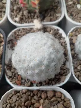 Kaktus Mammillaria Plumosa